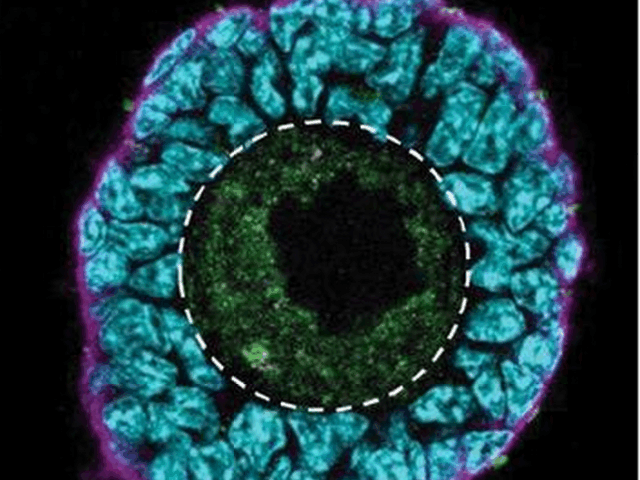 Primate Primordial Follicle