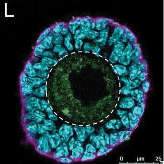 Primate Primordial Follicle