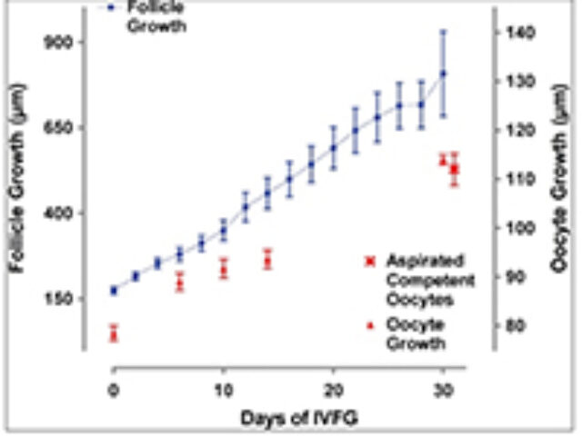 method for in vitro growth of ovarian follicles